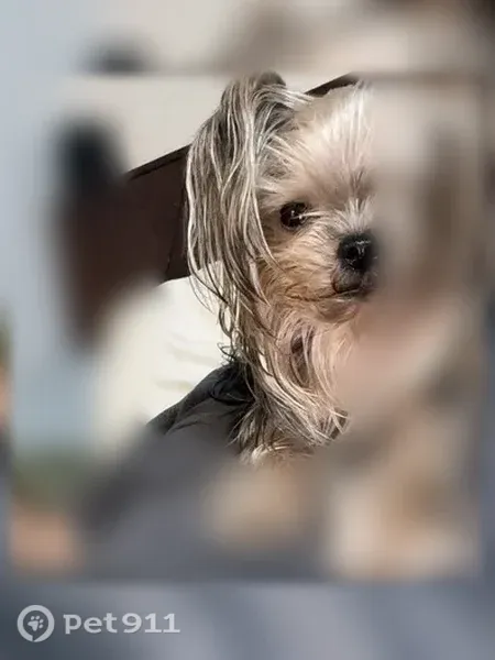 Lost dog, female, Wilson Road, 6266, Bakersfield — missing one eye - photo
