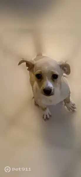 Lost male dog, Margalene Way, 1914, Wells Branch, Austin - photo