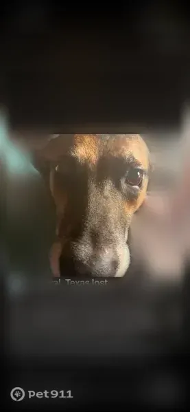 Lost male dog, Herring Avenue, 2024, Waco — went missing early this morning - photo