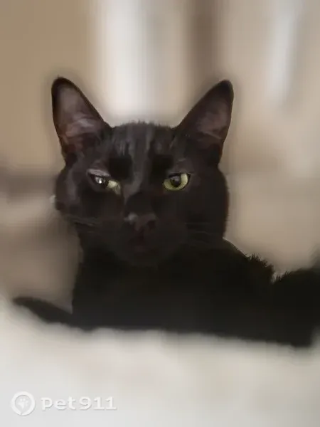 Lost cat, South Patterson, 2856, Mesa — male black shorthair - photo