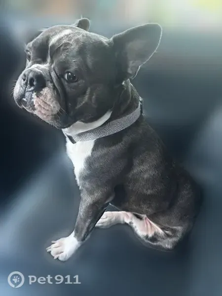 Lost dog, South Yale Avenue, 3763, Tulsa — male blue and white Frenchton - photo