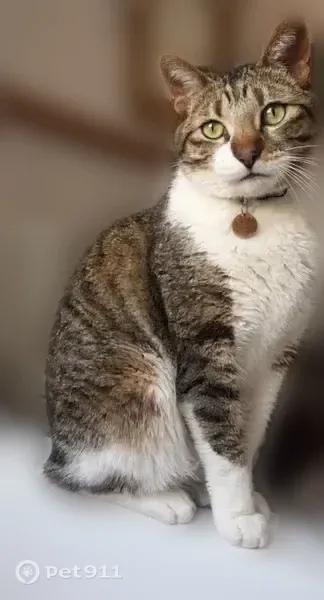Lost cat, West 51st Street, 2331, Westwood, Westwood — male with dark stripes and a white belly - photo