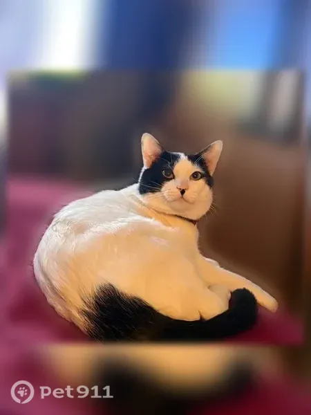 Lost cat, Guy — male, 10–12 lb, white with black spots - photo