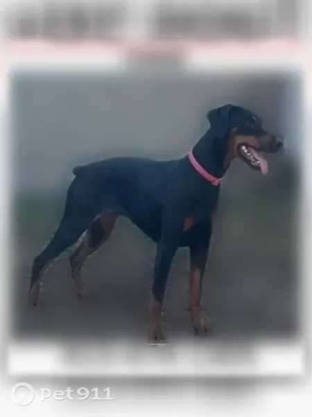 Lost dog, Marmon St, Chicopee — female with a purple collar - photo
