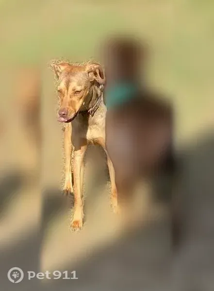 Lost dog, Lyman, Mississippi — Akita mix with a spitz tail and Rottweiler-like markings - photo