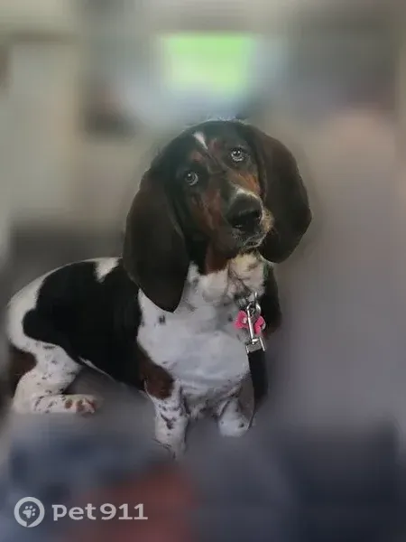 Lost dog, female, Iron Weed Drive, 4678, McLeansville — slipped under the fence - photo