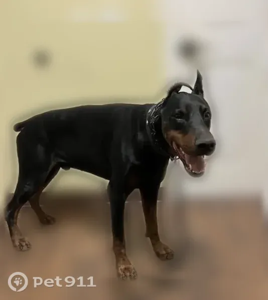 Lost dog, male Doberman, T C Jester Boulevard, 4502, Houston, San Bruno — black and brown coat - photo