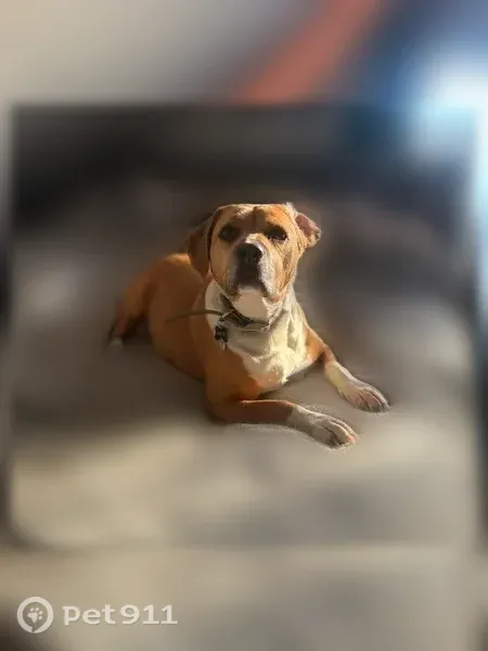 Lost dog, Queen Avenue, 120, Warrenton — brown and black, green collar - photo