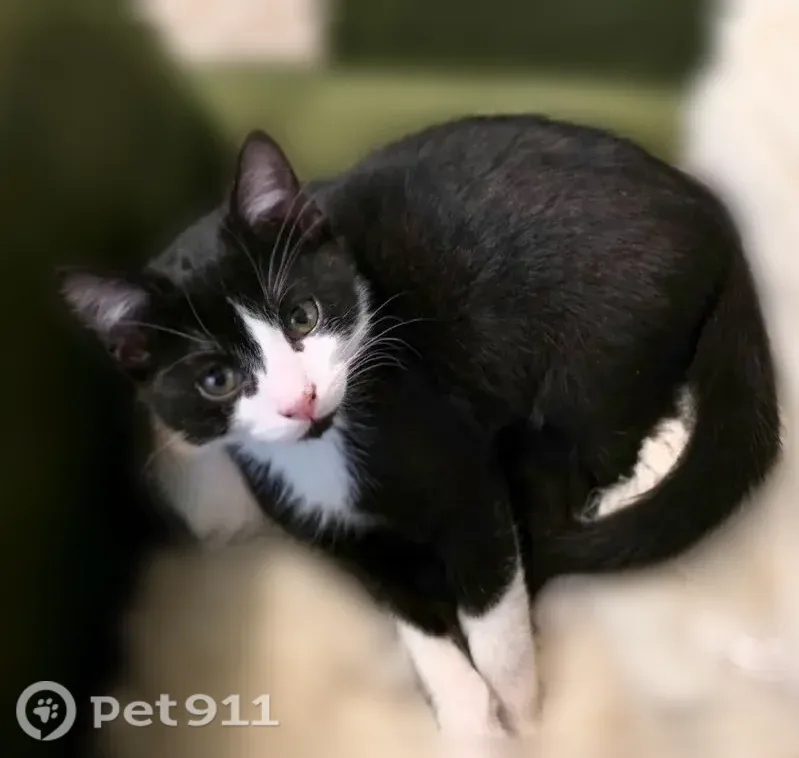 Lost cat, West Bruns Road, Manhattan — male with a white nose stripe - photo