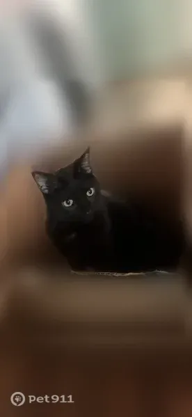 Lost cat, South 30th West Avenue, 6366, Arlington — male with yellow-green eyes - photo