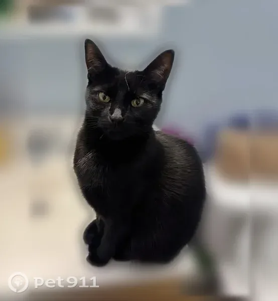 Lost cat, School House Road, 609, Monroe — female, about 8 lbs - photo
