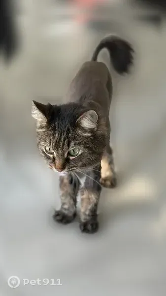 Lost cat, female, Gerden Drive, 107, Richmond Hill — shaved and brown - photo