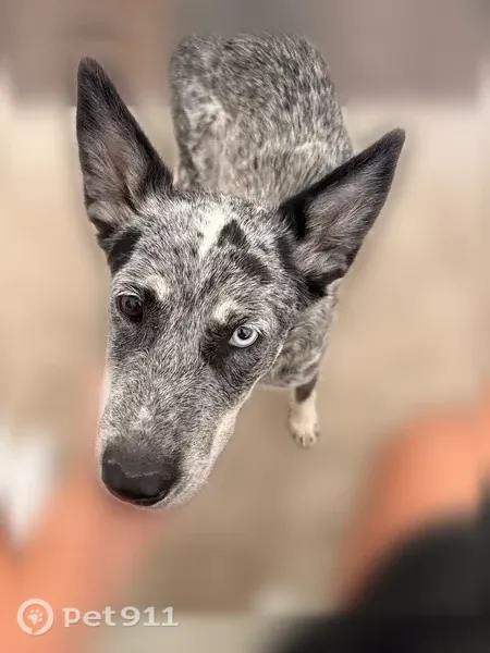 Lost Dog, South Nellis Boulevard, 2719, Las Vegas — shy female with heterochromia - photo