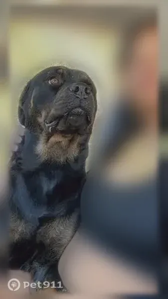 Lost dog, Summerfield, FL 34491, USA, Astatula — sweet female who won't bite - photo