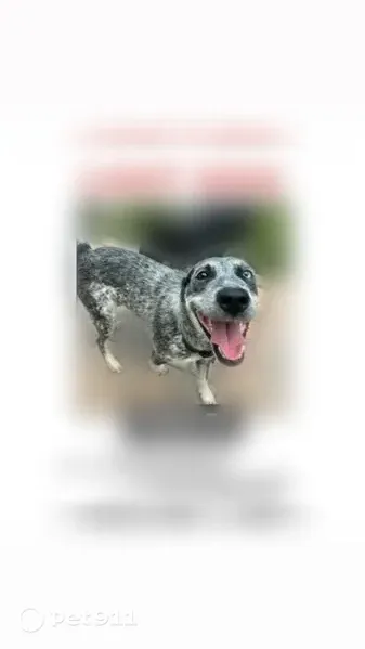 Lost female dog, South Nellis Boulevard, 2645, Las Vegas — black, white and grey coat - photo