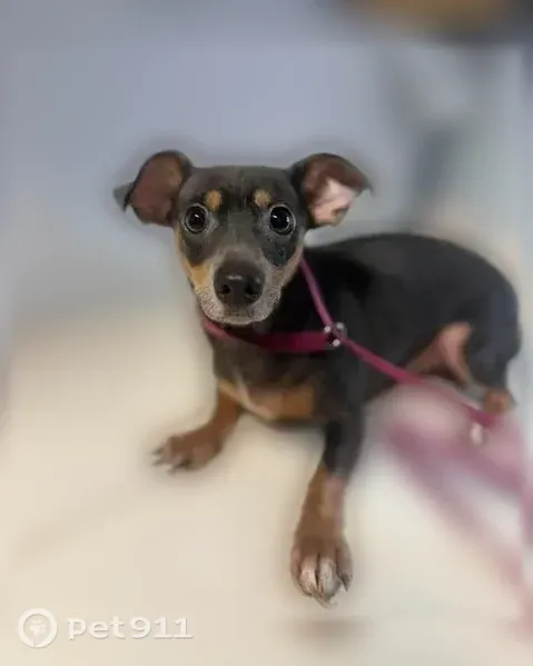 Lost dog, Pinewood Drive, 1211, Pacific — male Chihuahua mix, timid - photo