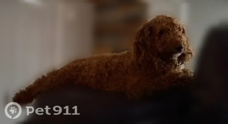 Lost male dog, South Randolph Street, 351, Garrett — recently shaved golden doodle - photo