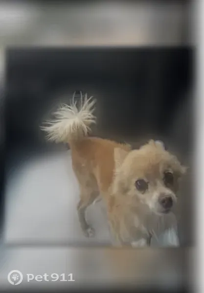 Lost Dog, Milo Avenue, 4520, Bakersfield, Burbank — Older dog needing medication - photo