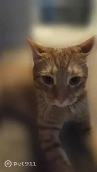 Lost cat, Edgecrest Drive, Homewood — 3-legged male orange tabby - photo