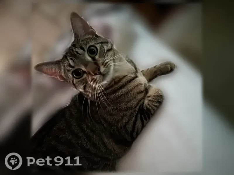 Lost cat, Red Brook Court, 1629, Norfolk — male, gray/black tabby - photo