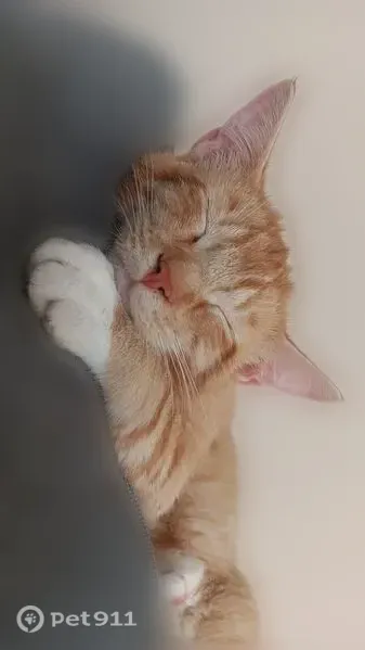 Lost male cat, Sandstone Drive, Loves Park, Rockford — orange and white - photo