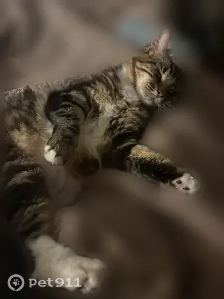 Lost cat, North Olive Avenue, Modesto — male tabby with green eyes - photo