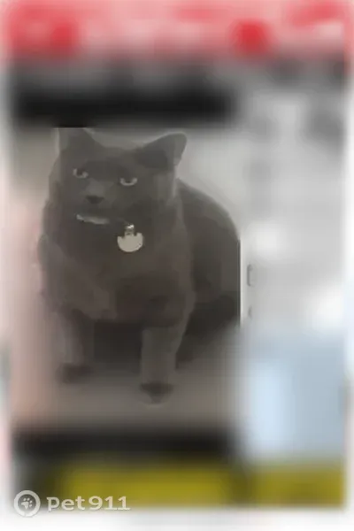 Lost cat, Lady Burton Street, Las Vegas, Phoenix — large grey cat - photo