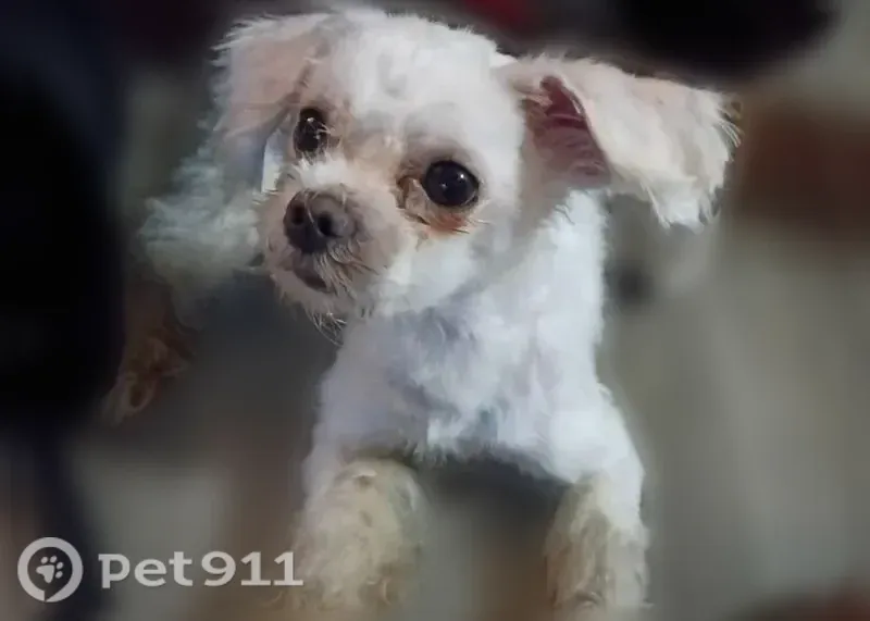 Lost dog, 12th Avenue, Albany, Birmingham — small male dog with white fur - photo