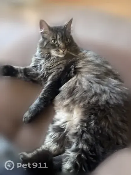Lost cat, Highdale Circle, 5946, Franconia — female, shy around strangers - photo