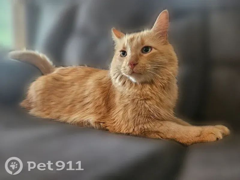 Lost cat, Ilex Street Northwest, 12281, Minneapolis, Minneapolis — male with two freckles on his nose - photo