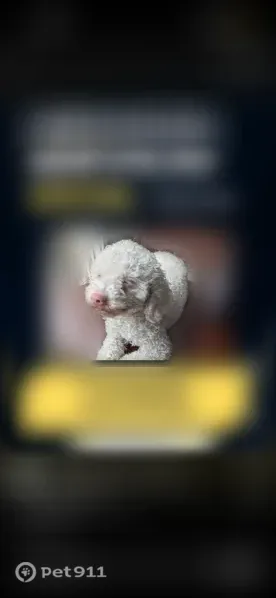 Lost Female Dog, Lake Avenue, 97, Riverhead, Manhattan — White Toy Poodle with Blue Eyes - photo