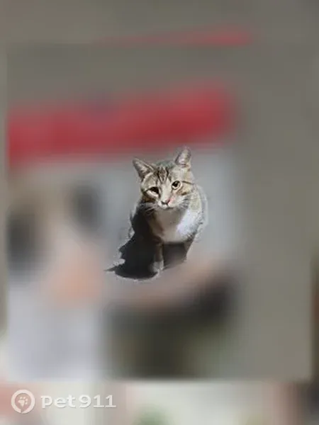 Found cat, Mars Valencia Road, Adams Township, Mars — gray-and-white tabby with white paws - photo