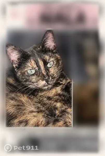 Lost female cat, Green Candle, 10424, Hilltop — 7-month-old black cat with orange fur - photo