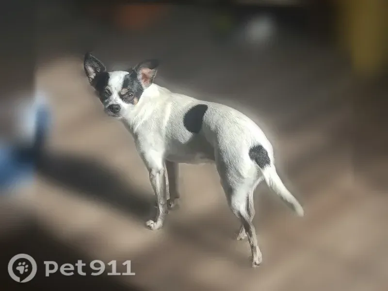 Lost dog, female, Rougemont, North Carolina, Rougemont — Chihuahua mix - photo