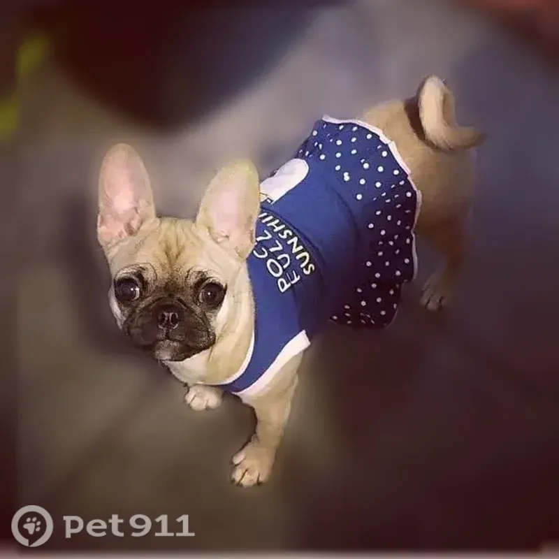 Lost dog, Douglas Drive, 1504, Odessa — female Frenchie-Pug mix with a dark muzzle - photo