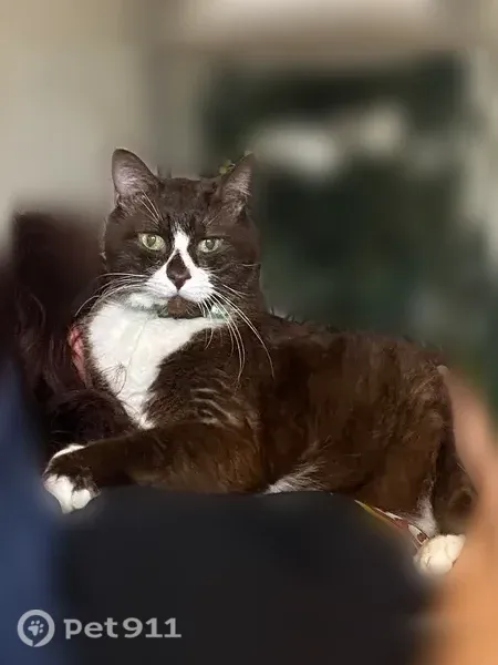 Lost cat, male, South Elwood Avenue, Tulsa — chocolate tuxedo cat - photo