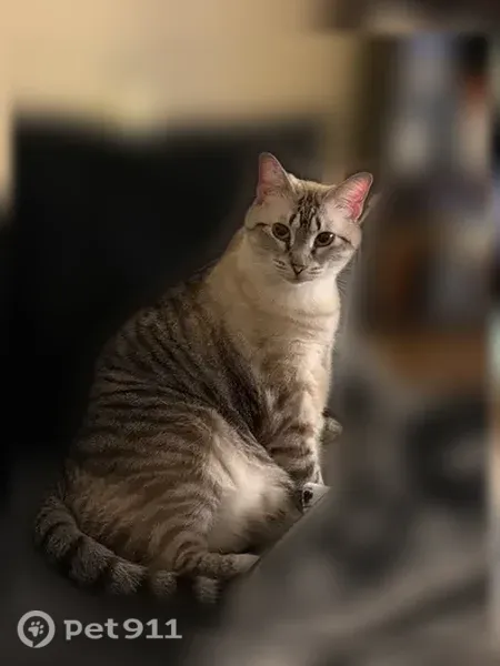 Lost female cat, Lake Heights Drive, 3152, Hamburg — blue eyes and spotted belly - photo