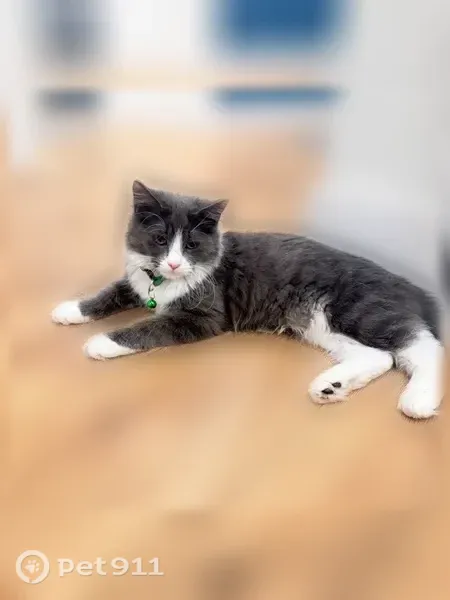 Lost cat, Crawford Drive, 3547, Folsom — shy grey-and-white female - photo