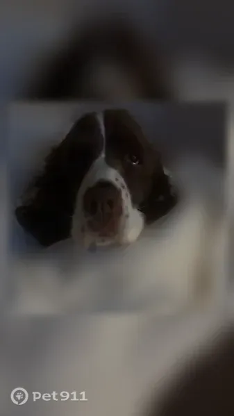 Lost dog, female English springer spaniel, Veterans Memorial Parkway, 4829, Lanett — brown and white fur - photo
