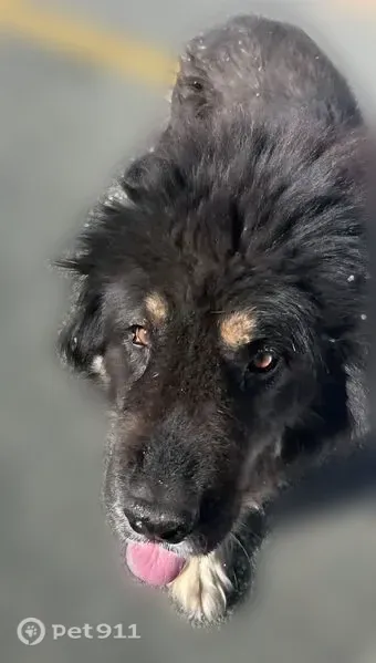 Lost male dog, County Route A5, 15778, Cottonwood, Cottonwood — shaved with long hair on his head - photo