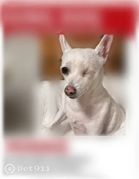 Lost dog, female, 8th Street, 398, Blanco, Blanco — white senior Chihuahua with limited hearing, smell and vision - photo