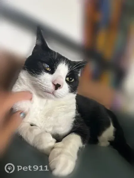 Lost Cat, Male, Curlew Street, 2644, San Diego, Oakland — Cloudy Right Eye - photo