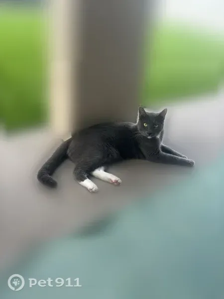 Lost cat, Bluejay Way, Orlando, Ocoee — short-haired male with green eyes - photo