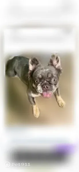 Lost Dog, Boyd Drive, 64, Hoschton, Gainesville - female grey French Bulldog - photo