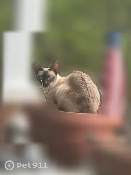 Lost cat, Braeside Court, 148, Cary, Arlington — female with a white coat and brown face, paws, and tail - photo