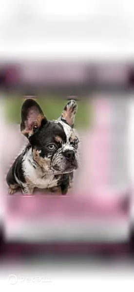 Lost female dog, Creedmoor, Austin — black and white with a split face - photo