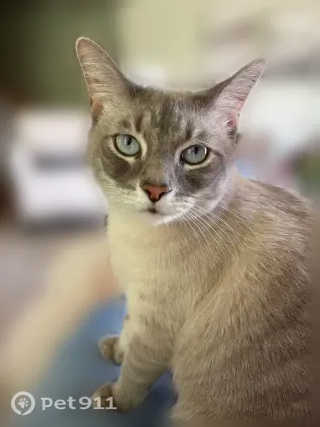 Lost cat, Casey Trail, 10604, Louisville — male with bluish eyes - photo