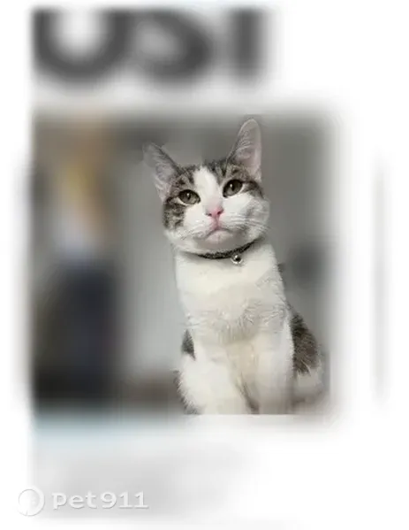 Lost cat, Riverfall Drive, 7879, Dallas — male with green eyes and a collar - photo