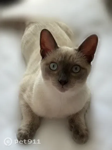 Lost cat, male, East Hazel Street, 368, Inglewood — Siamese with icy blue eyes - photo