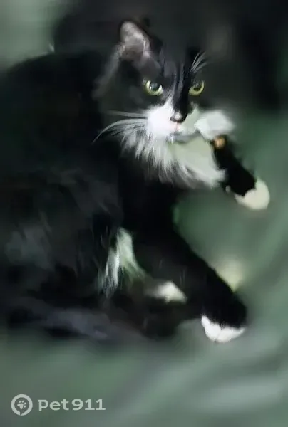 Lost cat, Holloway Avenue, 2410, Maplewood, North St. Paul — male with a white muzzle - photo